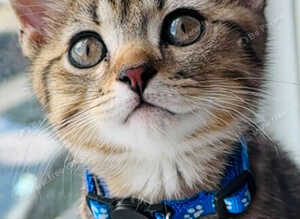 Stunning GCCF Registered Champion Bloodline British Shorthair Chocolate Tabby Kittens