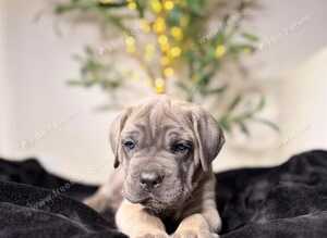 Health tested cane corso puppies from champion pedigree