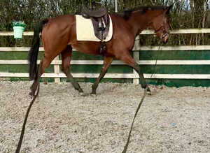 16hh BAY GELDING &bull; 5 YEARS OLD &bull; ROR ELIGIBLE