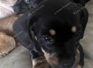 Black and tan pup