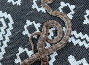 Beautiful corn snake