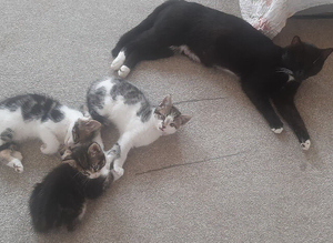 Three mixed breed kittens