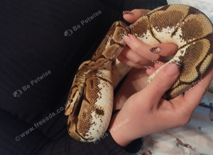 Ball python