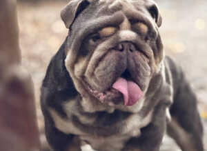 1 male available Eddie proven stud