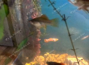 Baby mix guppies