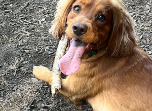 Golden spaniel for stud