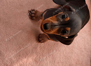 Stunning Miniature Dachsund Puppies