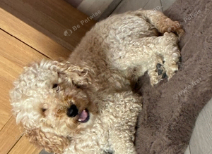 STUD Beautiful cookerpoo