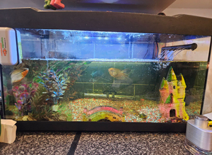 Full fish tank and fish (gouramis)