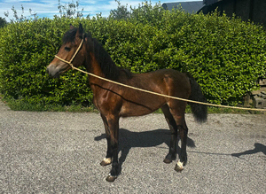Filly foal for sale