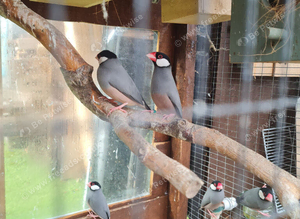 Java sparrows silver and normals available