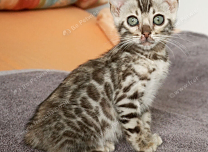 Gorgeous Bengal Rosette Girl Kitten