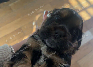 Stunning cockapoo pups