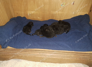 lil ninjas will be ready to rehome in 12wks