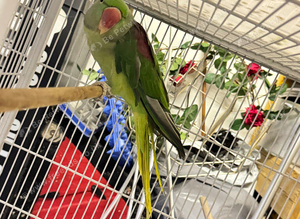 Alexandrine