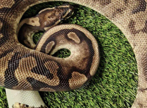 Adult Royal (Ball) Python