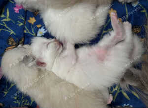6 weeks old ragdoll kitties 1 GREY BOY 1 SNOW WHITE GIRL