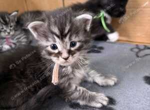 Gorgeous Reg. Maine Coon kittens from HEALTH TESTED PARENTS.