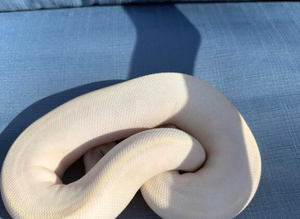 Male pastel ivory het pied for sale