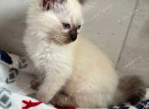 Pure seal point ragdoll female kittens