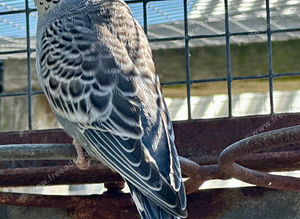 Budgies