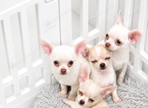 Adorable chihuahua puppies ready for there forever home