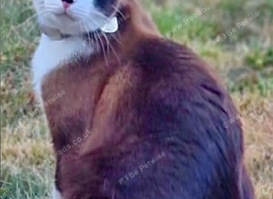 Missing Brown Ragdoll Cross Cat
