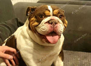 Gorgeous female English bulldog kc registered