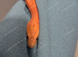 2 female corn snakes