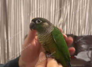 Hand Reared/Hand Tame/Silly Tame Green Cheek Conure
