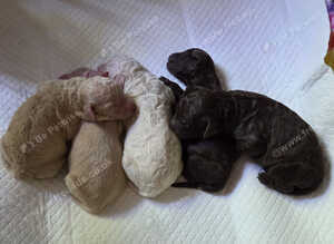 Cockapoo puppies