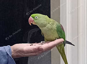 Alexandrine parrot