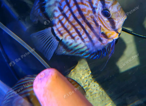Discus - Breeding pair &pound;100