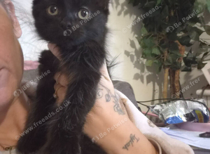 Kitten 9 weeks old ready to leave now ONLY LITTLE BLACK ONE LEFT