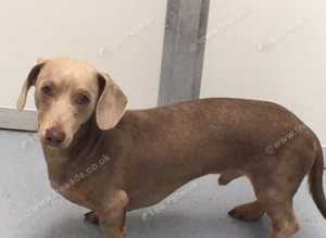 Miniature Dachshund at Stud. Lilac and tan. KC reg.