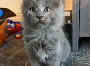 Maine coon pedigree kittens