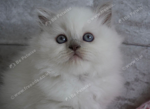 Beautiful Long Haired Kitten