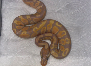 Royal Pythons