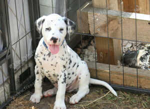 Litter of pure dalmatian puppies