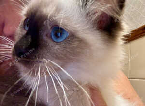 Beautiful Ragdoll kittens