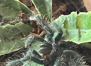 Red island birdeater tarantula
