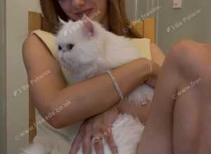 Stunning Lapcat / Therapy Cat | Pure White Blue Eyes Gorgeous Affectionate Persian Exotic Longhair Male