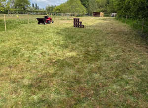 Free grazing for one pony
