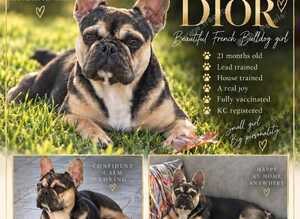 Special french bull dog girl
