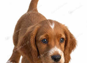 Ready Now.... Stunning sprocker pups