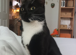 Lost cat