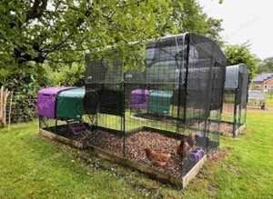 Chicken and hen boarding service