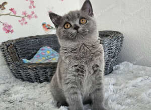 British Shorthair female