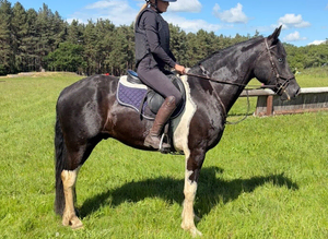15.2hh gelding