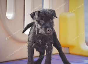 READY NOW!!! Adorable Patterdale terrier puppies
